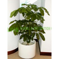 APS007-3呎 室內植物 